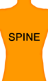 spine orthoses back brace